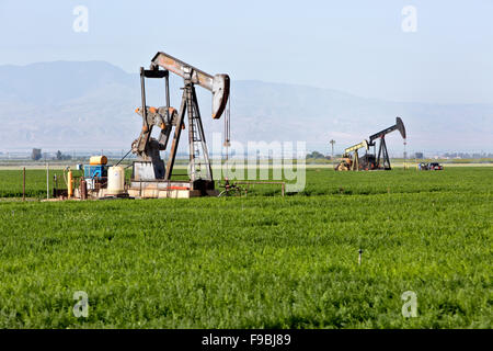 Pompes d'âne dans le champ d'exploitation de la carotte. Banque D'Images