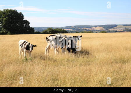 Le pâturage des vaches Frisonnes dans un champ dans le Kent, avec les North Downs s'étendant derrière, en Angleterre, Royaume-Uni Banque D'Images