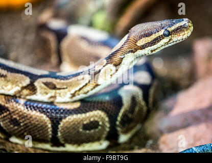 Ball Python (Python regius) en captivité. Zoo de Palo Alto, Californie, USA. Banque D'Images