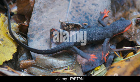 Red-bellied Newt, Taricha rivularis, sur les feuilles Banque D'Images