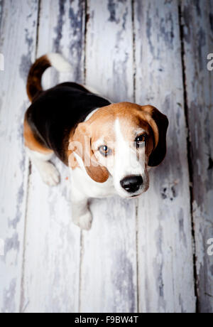 Portrait de chien de chasse mignon sur plancher en bois Banque D'Images