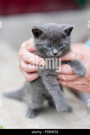 Un mignon petit chaton gris joue à l'extérieur avec des mains Banque D'Images