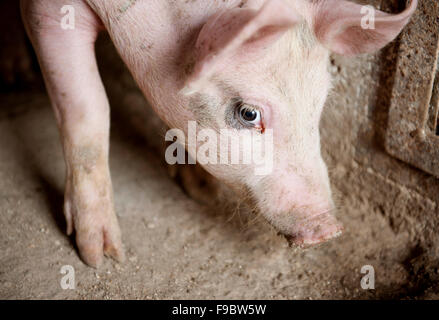 Mignon de Porc est dans l'ancienne grange Banque D'Images