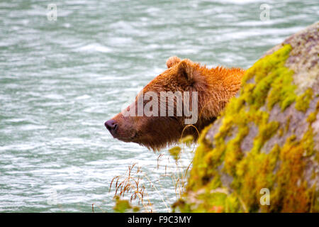 Grizzli émerge lentement de derrière un rocher rivière sur la piste Chilkoot River en Alaska. Banque D'Images