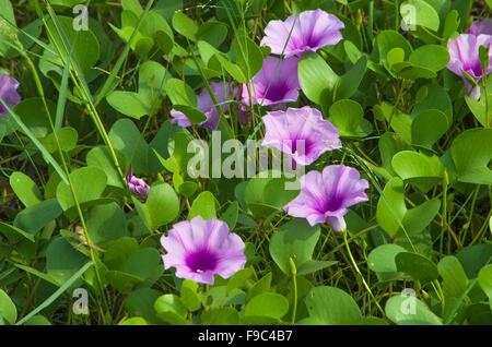 Datura metel une plante avec de grandes belles fleurs Banque D'Images