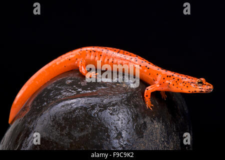 Salamandre rouge (Pseudotriton ruber) Banque D'Images