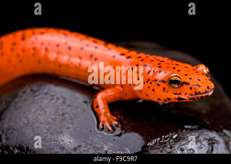 Salamandre rouge (Pseudotriton ruber) Banque D'Images