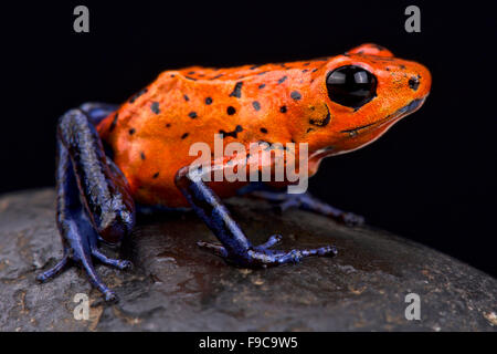 Strawberry dart frog (Oophaga pumilio) Banque D'Images