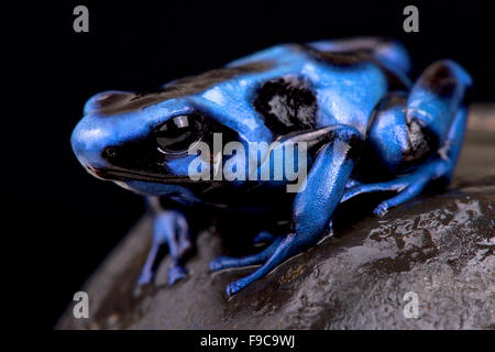 Bleu et noir poison frog (Dendrobates auratus) Banque D'Images
