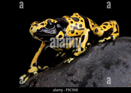 À bandes jaunes poison dart frog (Dendrobates leucomelas) Banque D'Images