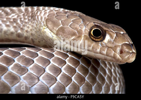 Western coachwhip Masticophis flagellum testaceus () Banque D'Images