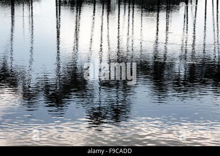 Palmiers réflexion sur l'eau. Banque D'Images