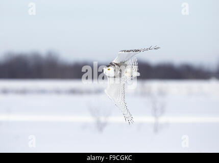 Bubo scandiacus Snowy Owl, couvert de neige en hiver, paysage, Banque D'Images