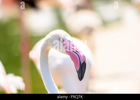 Volée de flamants roses en pleine nature Banque D'Images