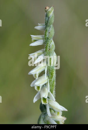 La Dame d'automne Spiranthes spiralis Spiranthe - Banque D'Images