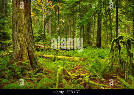 Dans la forêt tropicale luxuriante Cathedral Grove sur l'île de Vancouver, Canada. Banque D'Images