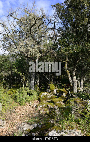 Forêt de chêne liège géré sur le plateau basaltique de la Giara di Gesturi, Sardaigne, Italie Banque D'Images