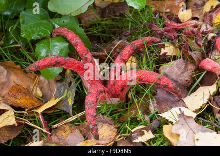 Octopus phalle impudique, devil's fingers, Tintenfischpilz Tintenfisch-Pilz Clathrus archeri,,, Anthurus archeri, Lysurus archeri Banque D'Images