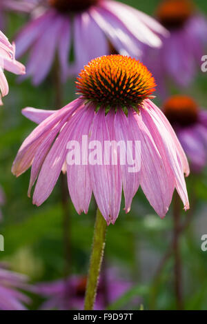 Pourpre, rudbeckie pourpre, Roter Sonnenhut, Purpur-Sonnenhut, Rudbeckia purpurea, Echinacea purpurea, Brauneria purpurea Banque D'Images