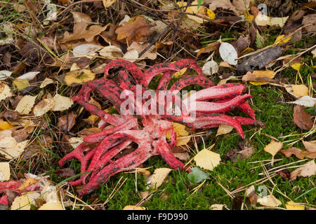 Octopus phalle impudique, devil's fingers, Tintenfischpilz Tintenfisch-Pilz Clathrus archeri,,, Anthurus archeri, Lysurus archeri Banque D'Images