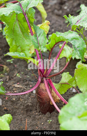 Racine de betterave, betterave, betterave potagère, Rote Beete, Rote Bete, Rote Rübe, Beta vulgaris subsp. vulgaris, Mangel Wurzel Banque D'Images