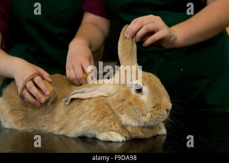 Lapin géant flamand Banque D'Images