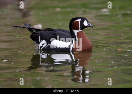 La bernache à Rothalsgans Rothals-Gans,,, Gans, Branta ruficollis ruficollis, Rufibernta, La bernache à cou roux Banque D'Images