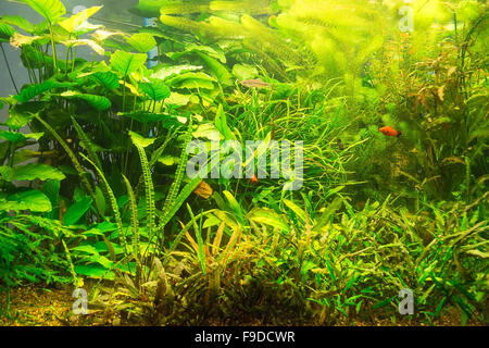 Beau vert planté reshwater aquarium avec poissons Banque D'Images