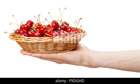 Les cerises mûres dans un panier sur la main d'un homme isolé sur fond blanc Banque D'Images