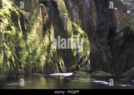 La lumière du soleil les roches moussues dappling dans une gorge le long de la rivière Twiss Banque D'Images