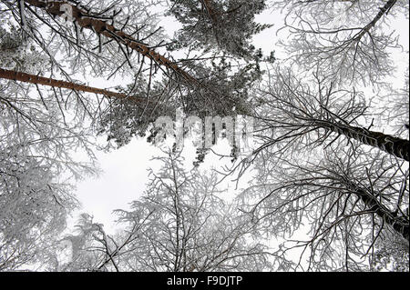 Les arbres forestiers en hiver. Vue de la partie supérieure. Banque D'Images
