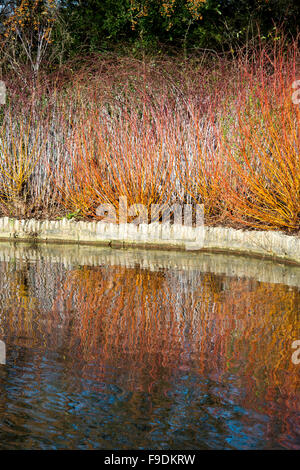 Salix Alba Vitellina Yelverton. En hiver, des tiges de saule d'écorce de corail « Yelverton » se trouvent dans les jardins RHS Wisley, en Angleterre Banque D'Images