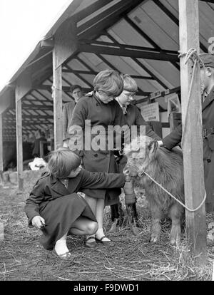 Les enfants de l'école de caresser les veaux Highland cattle au Salon de l'agriculture à Stoneleigh Royal 1963 Banque D'Images