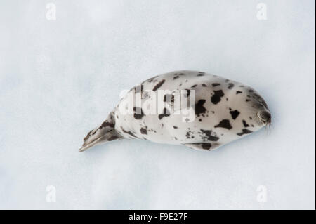 Un jeune phoque du Groenland (Pagophilus groenlandicus) dort sur un iceberg dans l'Atlantique Nord Banque D'Images