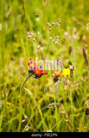 Fleurs sauvages dans une pelouse - Fox et d'oursons Banque D'Images