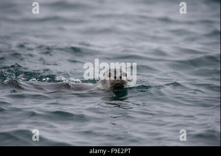 Un Phoque commun (Phoca vitulina) Nager dans les fjords du Spitzberg, Svalbard dans l'Arctique norvégien Banque D'Images