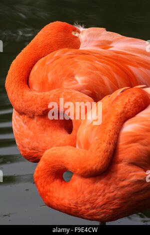 Flamant rose à dormir dans l'eau Close Up Banque D'Images