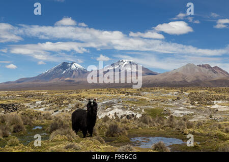 Photographie d'un lama regardant la caméra dans le parc national de Sajama (Bolivie). Banque D'Images