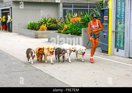 Femme avec un téléphone portable appareil photo stick exerçant une meute de chiens le long d'Ocean Front Walk in Venice, Californie Banque D'Images