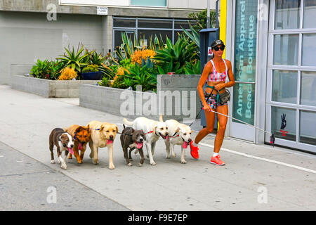 Femme avec un téléphone portable appareil photo stick exerçant une meute de chiens le long d'Ocean Front Walk in Venice, Californie Banque D'Images