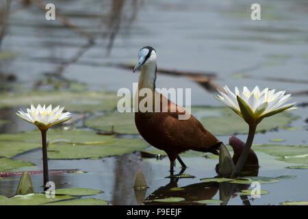 African Jacana patauger parmi les lis Banque D'Images