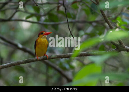 L'oriental dwarf kingfisher également connu sous le nom de black kingfisher adossés ou trois orteils, Kingfisher alcedinidae ceyx erithacus Banque D'Images