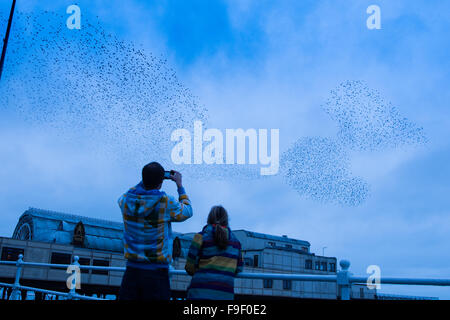 Pays de Galles Aberystwyth UK, le mercredi 16 décembre 2015 un couple de l'horlogerie et de la photographie comme au-dessus d'eux un grand troupeau d'étourneaux effectuer affiche spectaculaire dans l'air au-dessus d'Aberystwyth, sur la côte ouest du pays de Galles chaque soir entre octobre et mars, des dizaines de milliers d'oiseaux voler dans urmurations "énorme ; dans le ciel au-dessus de la ville avant de s'installer au perchoir pour la nuit sur les jambes de fer de fonte de la Victorian station pier. Credit : Keith morris/Alamy Live News Banque D'Images