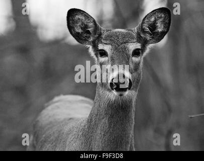 Portrait noir et blanc de la belle cute deer Banque D'Images