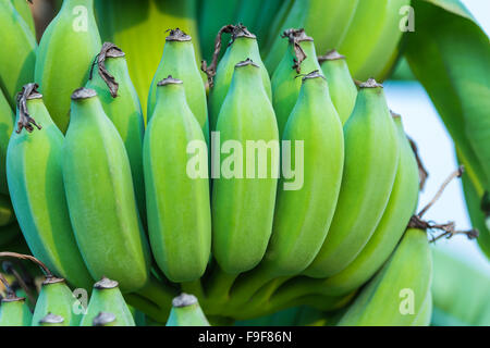 Grappes de bananes vertes poussant dans une forêt tropicale humide Banque D'Images