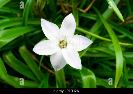 Étoile de Bethléem en fleur (Ornithogalum umbellatum ) Banque D'Images