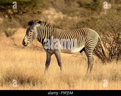 Le Zèbre de Grévy une sous-espèce rare de zebra Banque D'Images