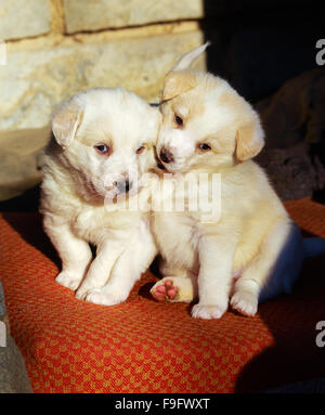 Beau groupe d'adorables chiots berger dans un abri extérieur Banque D'Images