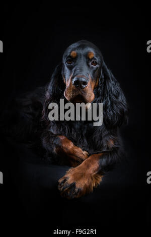 Jeune Setter Gordon portrait sur noir Banque D'Images