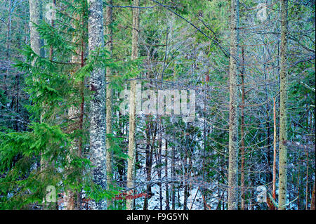 Arrière-plan avec twisted branches d'arbre dans une forêt d'hiver Banque D'Images